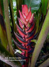 Heliconia lophocarpa